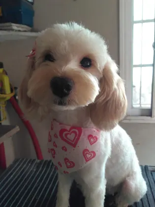 Caniche con pañuelo de corazones