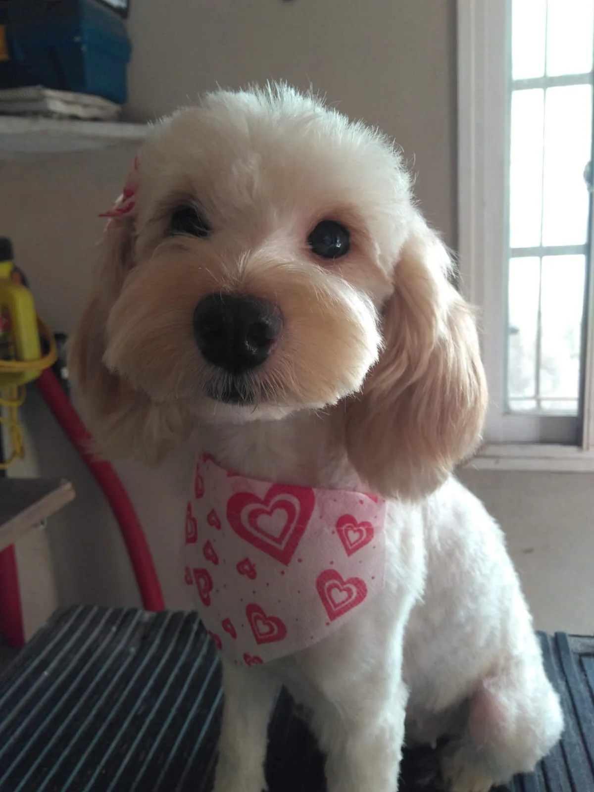 Caniche con bandana recién arreglado en Peluquería Canina Milú, Trujui Moreno