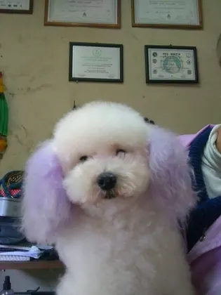Bichón Frisé con orejas lilas