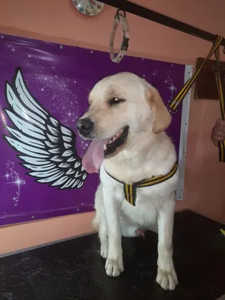 Labrador en el local
