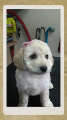 Cachorro con moño rosa