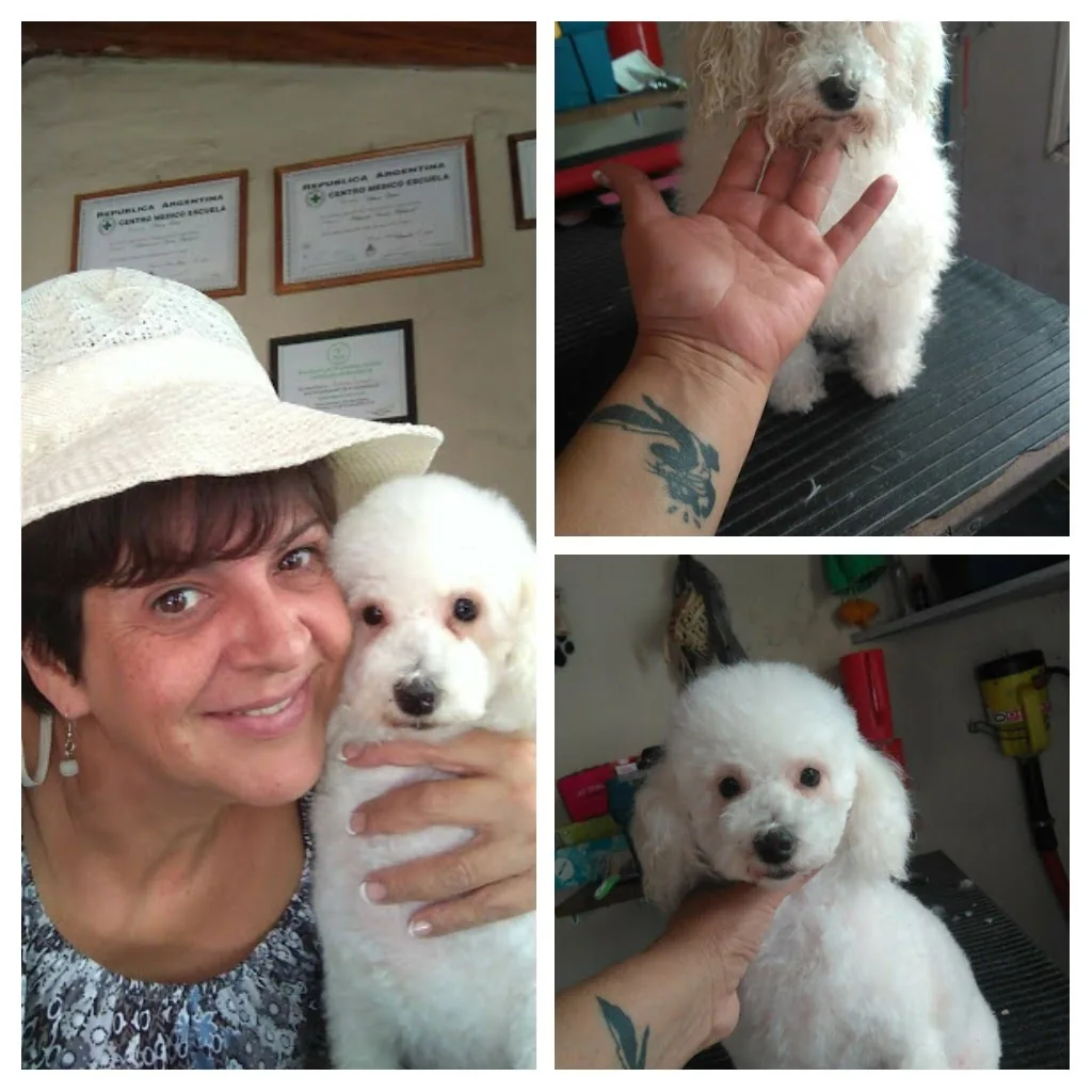 La peluquera de Milú con diplomas y un bichón frisé — Trujui, Moreno Buenos Aires