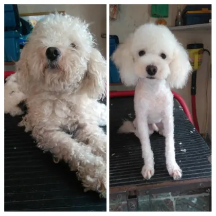 Antes y después de caniche blanco