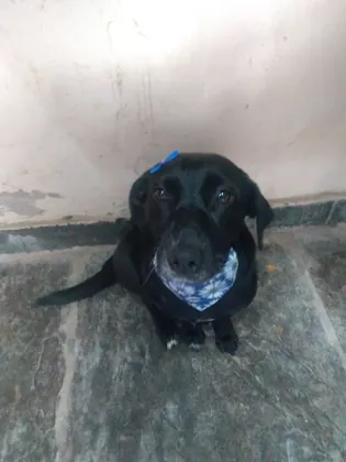 Perro negro con pañuelo azul