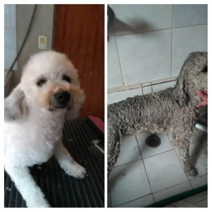 Antes y después de baño y corte